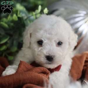 Tiny-Rudolph, Bichon Frise Puppy